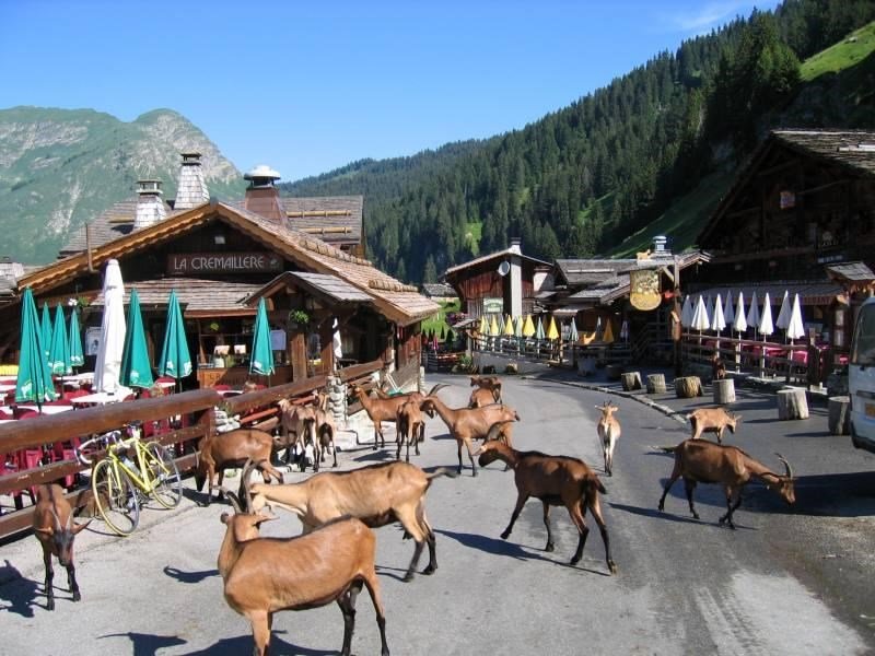 Les Lindarets : découvrez le village des chèvres près de Morillon